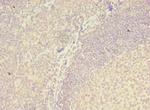 ZNF238 Antibody in Immunohistochemistry (Paraffin) (IHC (P))