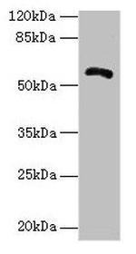 ZNF238 Antibody in Western Blot (WB)