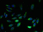 EXTL3 Antibody in Immunocytochemistry (ICC/IF)