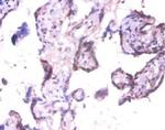 EXTL3 Antibody in Immunohistochemistry (Paraffin) (IHC (P))