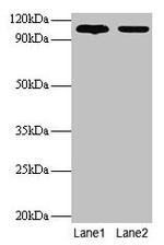 EXTL3 Antibody in Western Blot (WB)