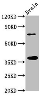 eIF3i Antibody in Western Blot (WB)