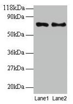 TAX1BP3 Antibody in Western Blot (WB)