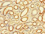 FCGR2A Antibody in Immunohistochemistry (Paraffin) (IHC (P))