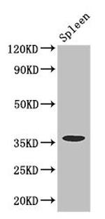 FCGR2A Antibody in Western Blot (WB)