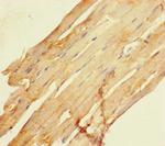 SCAMP3 Antibody in Immunohistochemistry (Paraffin) (IHC (P))