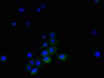 LIGHT Antibody in Immunocytochemistry (ICC/IF)