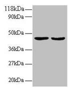 LIGHT Antibody in Western Blot (WB)