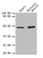 TGF beta-2 Antibody in Western Blot (WB)