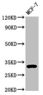 DKK2 Antibody in Western Blot (WB)