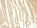 Creatine Kinase MM Antibody in Immunohistochemistry (Paraffin) (IHC (P))