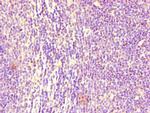 FCGR2B Antibody in Immunohistochemistry (Paraffin) (IHC (P))