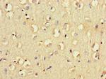 FCGR2B Antibody in Immunohistochemistry (Paraffin) (IHC (P))