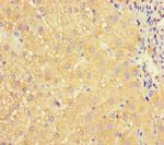 ApoC3 Antibody in Immunohistochemistry (Paraffin) (IHC (P))