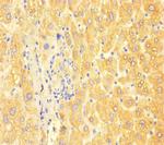 ApoC3 Antibody in Immunohistochemistry (Paraffin) (IHC (P))