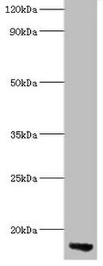 ApoC3 Antibody in Western Blot (WB)