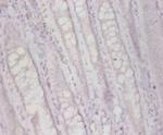 FUCA2 Antibody in Immunohistochemistry (Paraffin) (IHC (P))