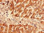 SAA Antibody in Immunohistochemistry (Paraffin) (IHC (P))