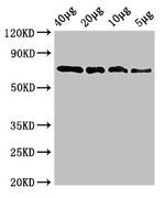 SOX10 Antibody in Western Blot (WB)