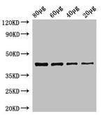 EGFR Antibody in Western Blot (WB)