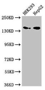 MAN2A1 Antibody in Western Blot (WB)