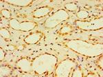 DUSP7 Antibody in Immunohistochemistry (Paraffin) (IHC (P))