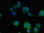 SNX17 Antibody in Immunocytochemistry (ICC/IF)