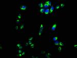 CPEB4 Antibody in Immunocytochemistry (ICC/IF)