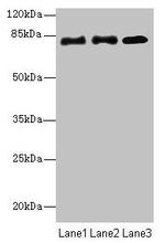 CPEB4 Antibody in Western Blot (WB)