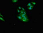 NMI Antibody in Immunocytochemistry (ICC/IF)