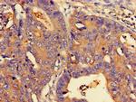 NMI Antibody in Immunohistochemistry (Paraffin) (IHC (P))