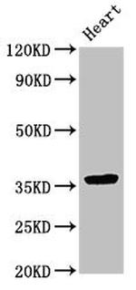 NMI Antibody in Western Blot (WB)