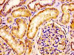 IQCB1 Antibody in Immunohistochemistry (Paraffin) (IHC (P))