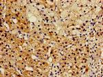 RGN Antibody in Immunohistochemistry (Paraffin) (IHC (P))