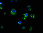 Prostasin Antibody in Immunocytochemistry (ICC/IF)