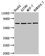 Prostasin Antibody in Western Blot (WB)