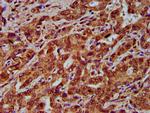 CNGB1 Antibody in Immunohistochemistry (Paraffin) (IHC (P))