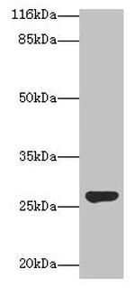 IZUMO4 Antibody in Western Blot (WB)