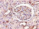 SWI5 Antibody in Immunohistochemistry (Paraffin) (IHC (P))