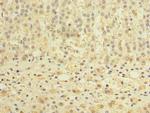 TCTE1 Antibody in Immunohistochemistry (Paraffin) (IHC (P))