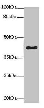 MEST Antibody in Western Blot (WB)