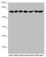 EFHC1 Antibody in Western Blot (WB)