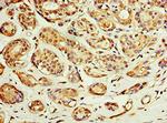 ACSM3 Antibody in Immunohistochemistry (Paraffin) (IHC (P))