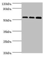 ACSM3 Antibody in Western Blot (WB)