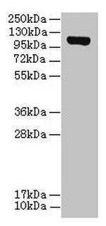 DENND2C Antibody in Western Blot (WB)