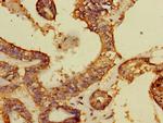 DCAF8 Antibody in Immunohistochemistry (Paraffin) (IHC (P))