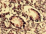 OLFML2B Antibody in Immunohistochemistry (Paraffin) (IHC (P))