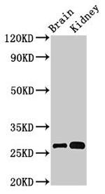 OLFML2B Antibody in Western Blot (WB)