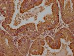 WDR73 Antibody in Immunohistochemistry (Paraffin) (IHC (P))