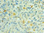 SHC4 Antibody in Immunohistochemistry (Paraffin) (IHC (P))